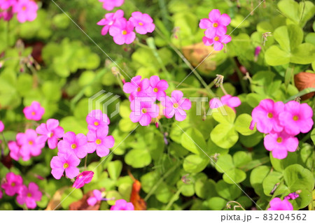 ゲラニュウムの花 83204562