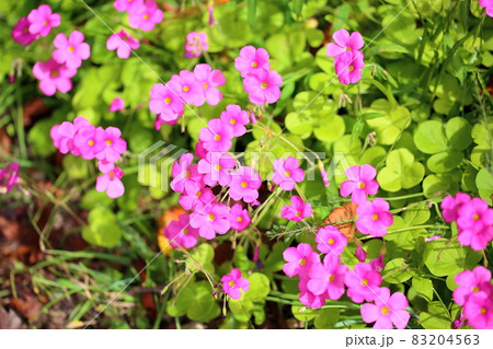 ゲラニュウムの花 ゲラニュウムの花 83204563