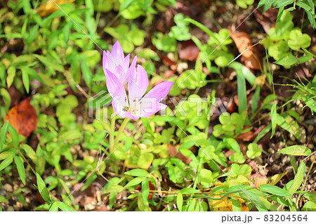コルチカムの花 コルチカムの花 83204564