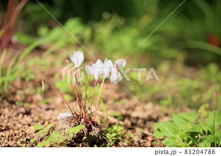 シクラメンの花 83204786