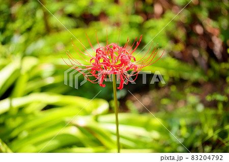 マンジュシャゲの花 83204792