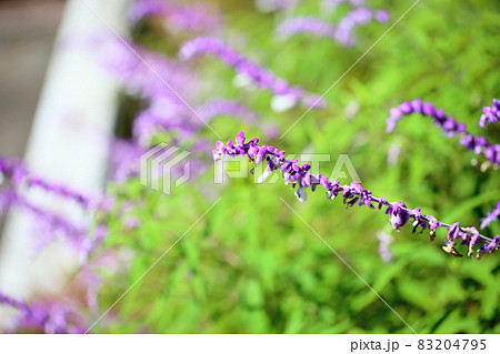 サルビア　レウカンサの花 83204795