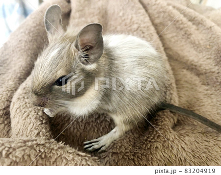 デグーの赤ちゃん 小動物のペットの写真素材 4919