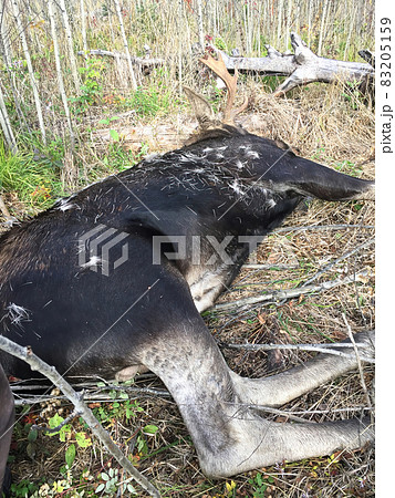 A dead moose laying on the ground 83205159