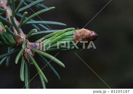 Bud tip of needles opening on a spruce tree 83205197
