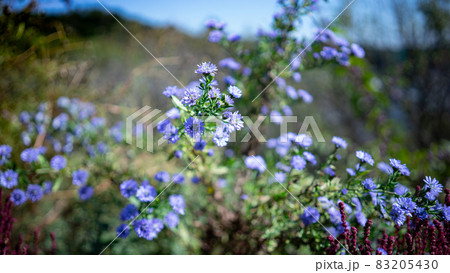 紫色の小さい花 83205430