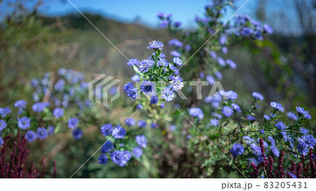 紫色の小さい花 83205431