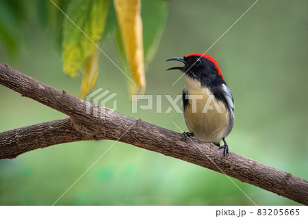 Image of Scarlet-backed Flowerpecker Bird on nature background. Animals. 83205665