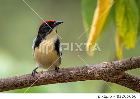 Image of Scarlet-backed Flowerpecker Bird on nature background. Animals. 83205666