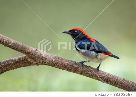 Image of Scarlet-backed Flowerpecker Bird on nature background. Animals. 83205667