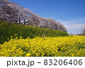 晴れ間に咲く満開の菜の花畑と桜 83206406