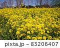 晴れ間に咲く満開の菜の花畑 83206407