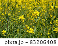 晴れ間に咲く満開の菜の花畑 83206408