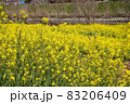晴れ間に咲く満開の菜の花畑 83206409