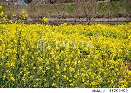 晴れ間に咲く満開の菜の花畑 83206409