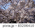 晴れの日の満開の桜 83206410