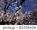 晴天の日の満開の桜 83206426
