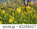 満開のコスモス 83206427