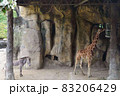 動物園のシマウマとキリンの横姿 83206429