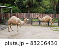 動物園のラクダの横姿 83206430