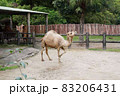 動物園のラクダ 83206431