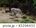 動物園の一頭のロバ 83206432