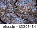 晴れの日の桜 83206434