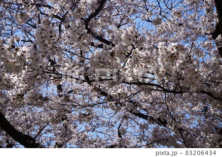 晴れの日の桜 晴れの日の桜 83206434