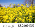 満開の菜の花畑 83206435