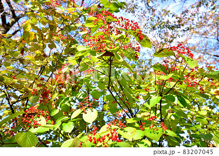 ガマズミの赤い実 秋色の風景 秋の陽だまり 色づき始め ガマズミの赤い実 秋色の風景 秋の陽だまり 色づき始め 83207045