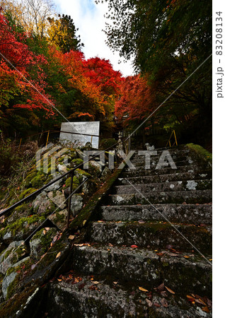 青倉神社の紅葉 83208134