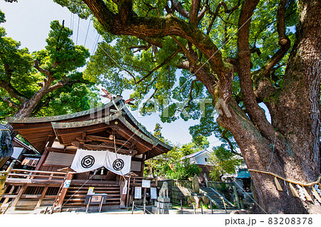 広島県尾道市 艮神社の大楠と社殿 広島県尾道市 艮神社の大楠と社殿 83208378