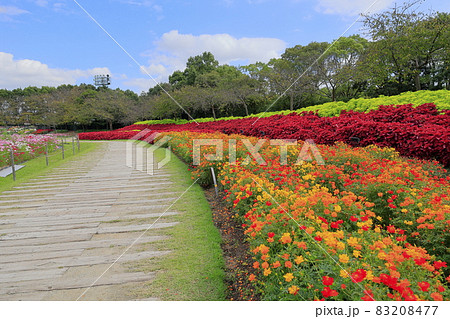 なばなの里　満開のコスモス 83208477
