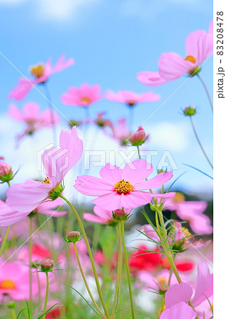 なばなの里　満開のコスモス 83208478
