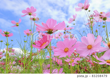 なばなの里　満開のコスモス 83208479