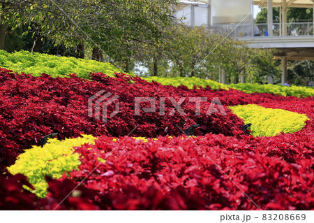なばなの里 秋の花々 なばなの里 秋の花々 83208669