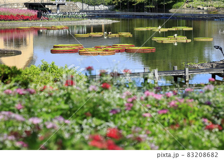 なばなの里 秋の花々 なばなの里 秋の花々 83208682