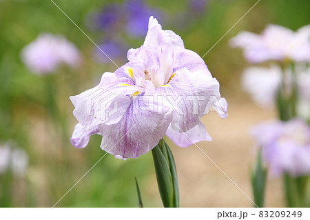 ハナショウブ　桜川 83209249