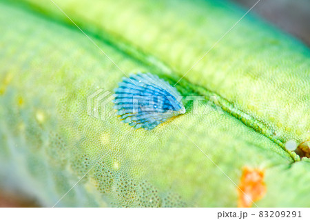 ヒトデナカセ ヒトデナカセ 83209291