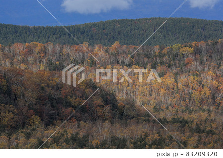 【北海道美瑛町】紅葉する山の景色 10月 【北海道美瑛町】紅葉する山の景色 10月 83209320