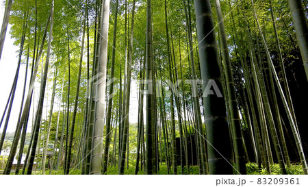 西鎌倉の英勝寺の竹林 西鎌倉の英勝寺の竹林 83209361