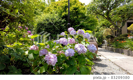 西鎌倉の英勝寺の紫陽花 西鎌倉の英勝寺の紫陽花 83209380