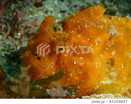 カエルアンコウ カエルアンコウ 83209687