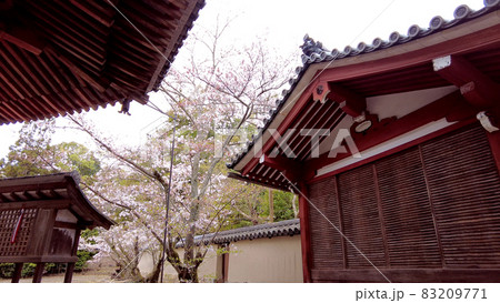 奈良法隆寺の桜 83209771
