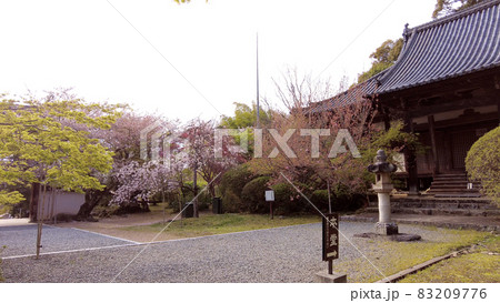 奈良法隆寺の桜 83209776