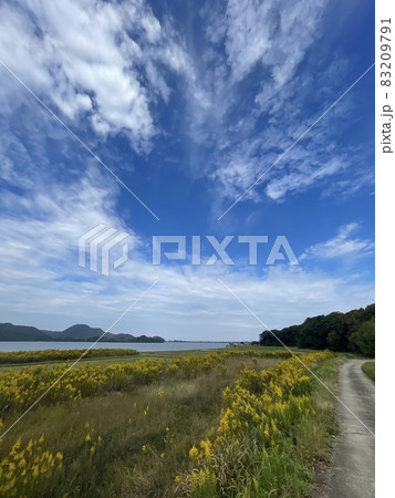 京丹後市久美浜町神崎 背高泡立ち草と久美浜湾 京丹後市久美浜町神崎 背高泡立ち草と久美浜湾 83209791