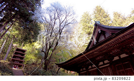 奈良室生寺の桜 奈良室生寺の桜 83209822