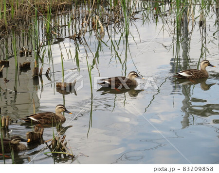 初秋の川のカルガモたち 83209858