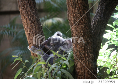愛らしいコアラ 愛らしいコアラ 83209954