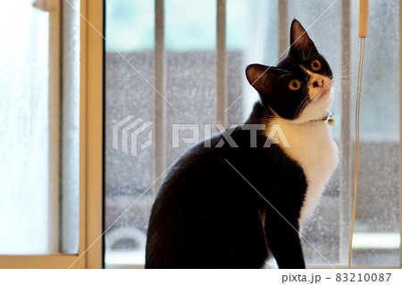 猫の写真 猫の写真 83210087